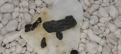 Sclerotinia