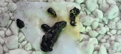 Sclerotinia