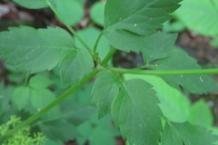 Thaspium barbinode