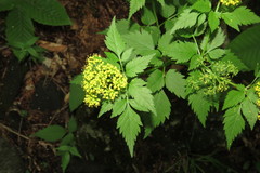 Thaspium barbinode