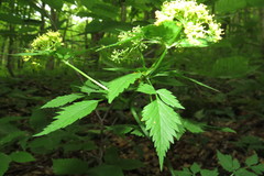 Thaspium barbinode