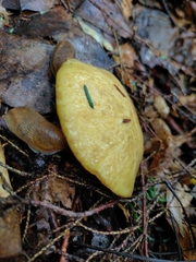 Suillus subaureus