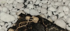 Sclerotinia