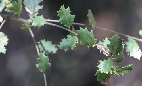 photo of California Scrub Oak (Quercus berberidifolia)