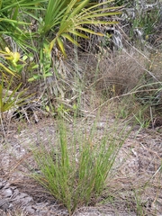 Fimbristylis puberula