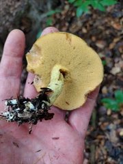 Suillus subaureus