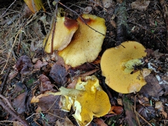 Suillus subaureus