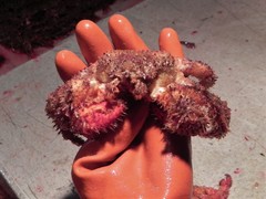 Acantholithodes hispidus