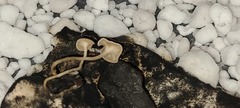 Sclerotinia
