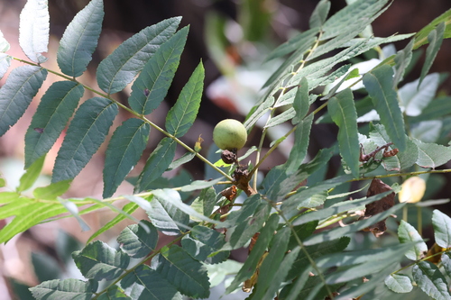 photo of Southern California Walnut (Juglans californica)