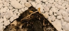 Sclerotinia