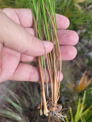 Fimbristylis puberula