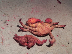 Acantholithodes hispidus