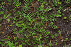 Leptinella pusilla