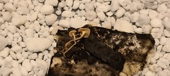 Sclerotinia