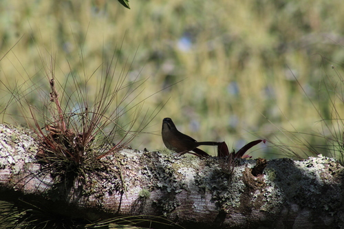 Rusty Sparrow (Aimophila rufescens), photo 10