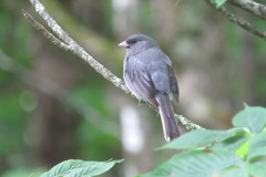 Junco hyemalis carolinensis