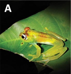 Ankarafa Skeleton Frog