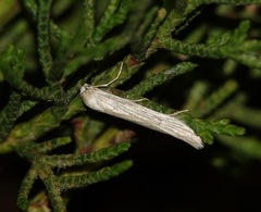 Pterolonche inspersa