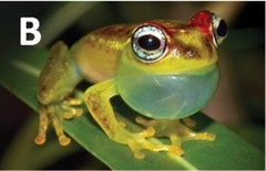 Ankarafa Skeleton Frog photo 2
