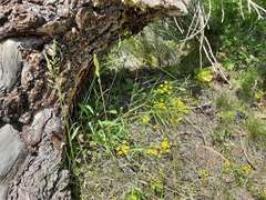 Bupleurum polyphyllum
