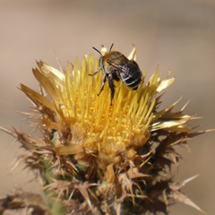 Anthophora fulvodimidiata