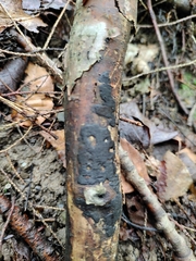 Diatrype decorticata