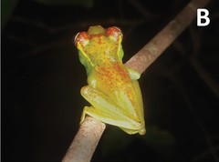 Ankarafa Skeleton Frog photo 3