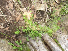 Galium mexicanum