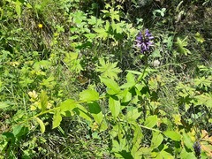 Asyneuma campanuloides