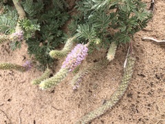 Dalea villosa