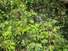 Asyneuma campanuloides