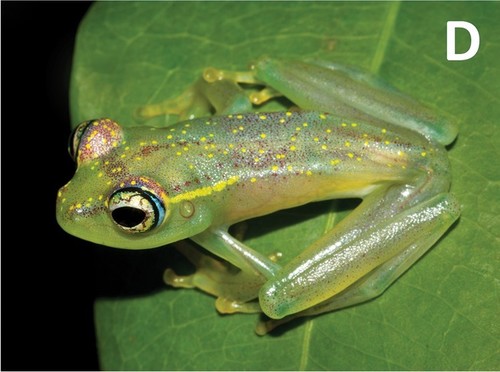 Ankarafa skeleton frog
