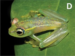 Ankarafa Skeleton Frog photo 4