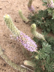 Dalea villosa