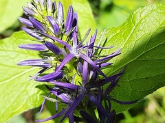 Asyneuma campanuloides