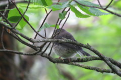 Junco hyemalis carolinensis