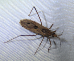 Narvesus carolinensis