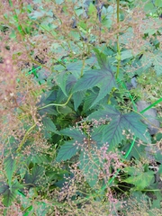 Filipendula rubra