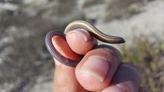 Anniella geronimensis