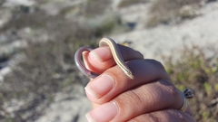 Anniella geronimensis