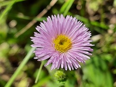 Erigeron caucasicus venustus