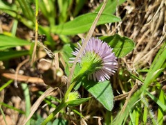 Erigeron caucasicus venustus