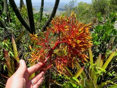 Aechmea leptantha