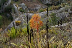 Aechmea leptantha