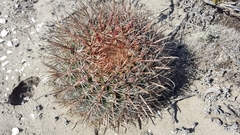 Ferocactus fordii borealis