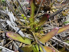 Anthurium bromelicola