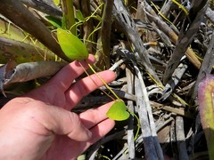 Anthurium bromelicola