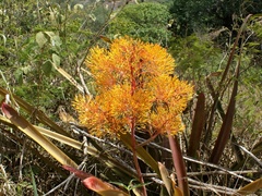 Aechmea leptantha