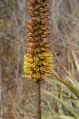 Encholirium spectabile